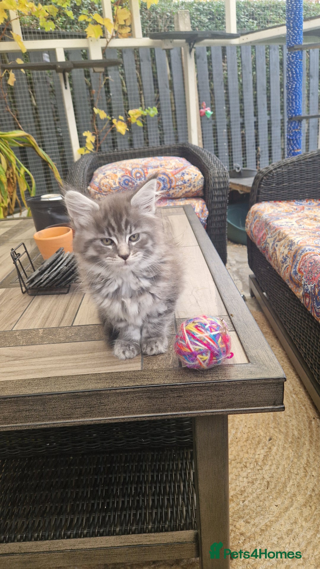 Maine Coon cats for sale: Mainecoon kitten - Image 7
