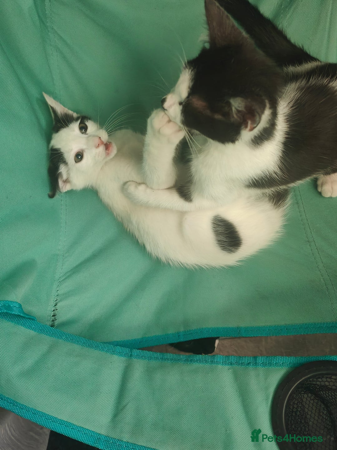 Mixed Breed cats for sale: 1 kitten for sale due to time wasters  - Image 7