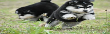 Pomsky 5