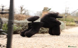 Standard Poodle dogs for stud: Champion male for stud - Image 2