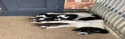 English Springer Spaniel dogs for sale: Full pedigree Springer spaniels  - Advert 5