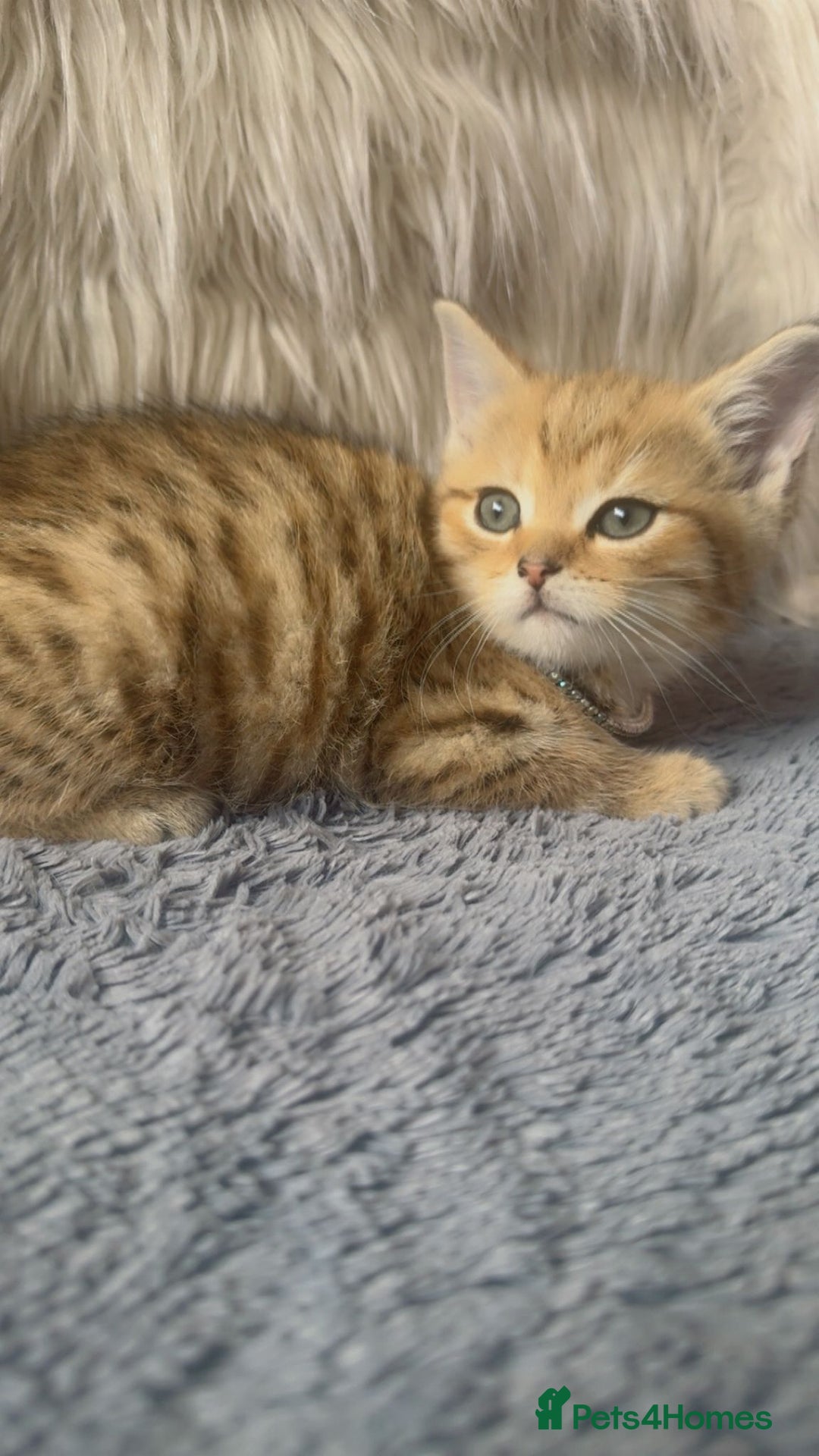 Mixed Breed cats for sale: Beautiful kittens in Leicester - Image 5