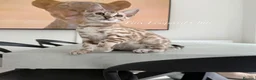 Bengal cats for sale: Stunning Snow Bengals - TICA Full Pedigree  - Advert 15