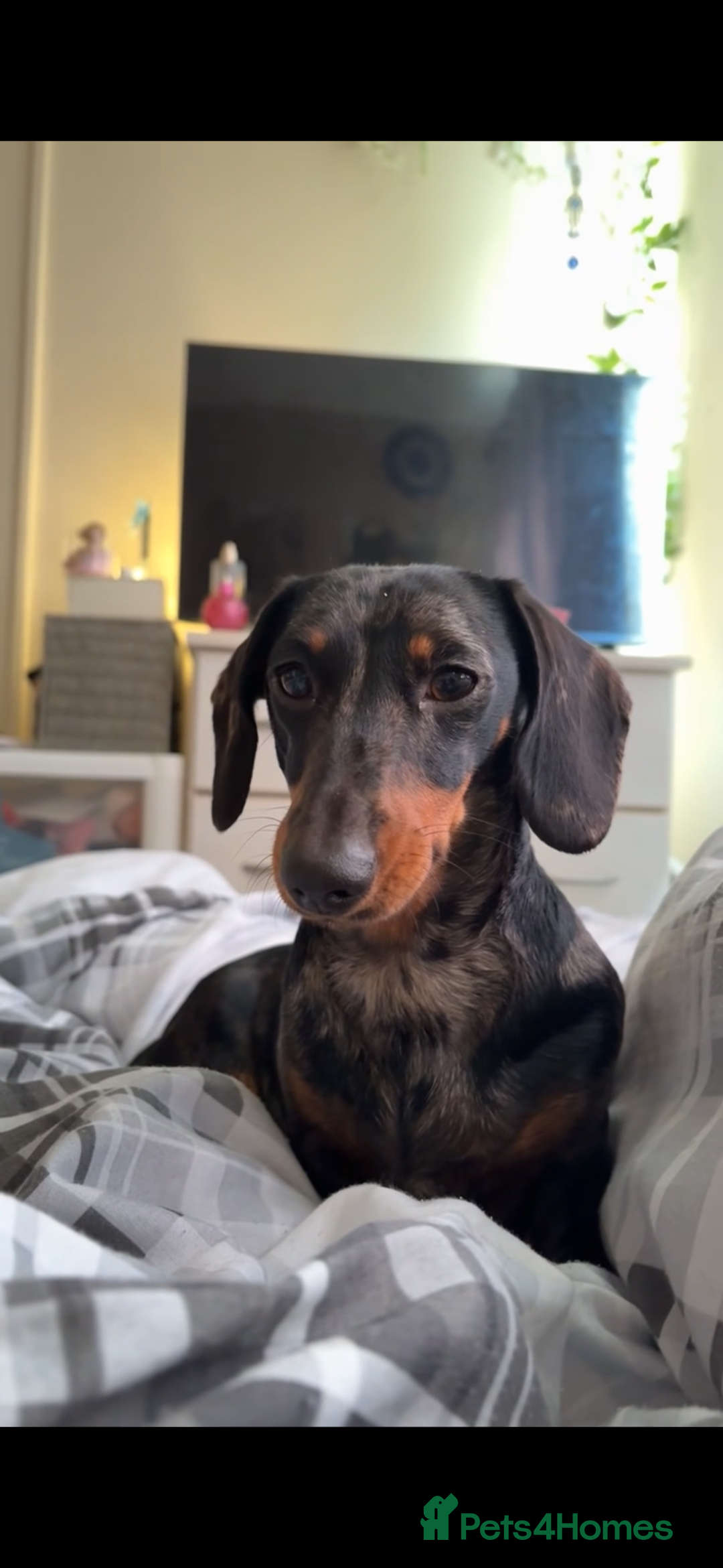 Dachshund dogs for sale: Dapple dachshund  - Advert 5