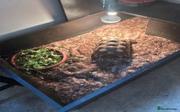 Tortoise reptiles for sale: 7-Year-Old Sulcata Tortoise with Full Set-Up  - Image 5