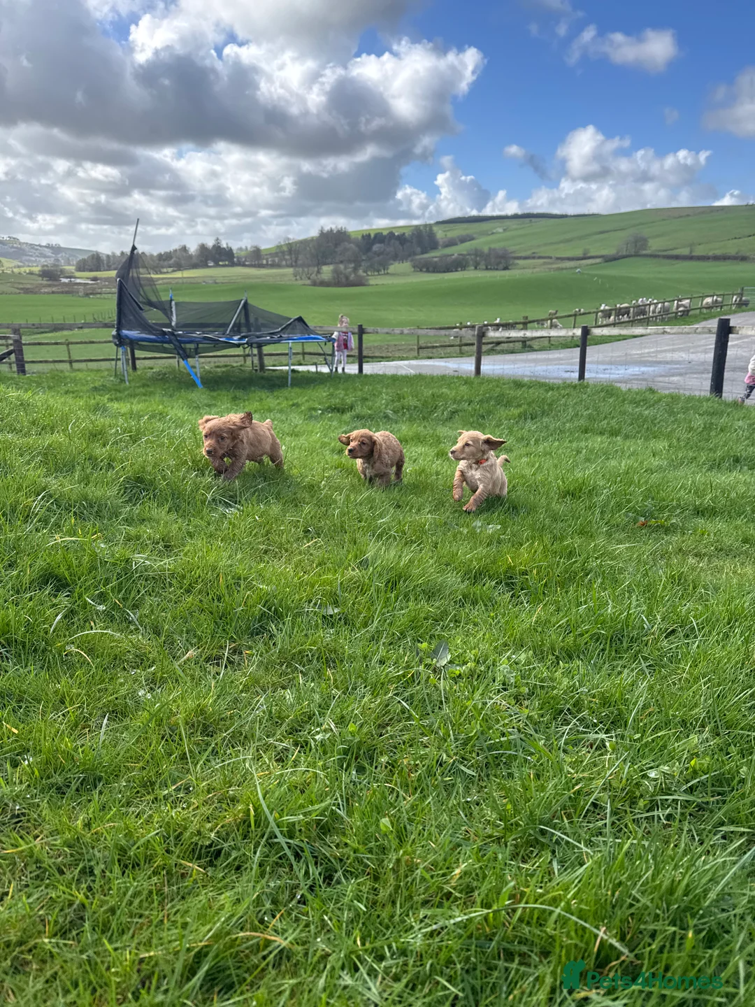 Cocker Spaniel dogs for sale: Kc Red Cocker Spaniel Puppies - Advert 2