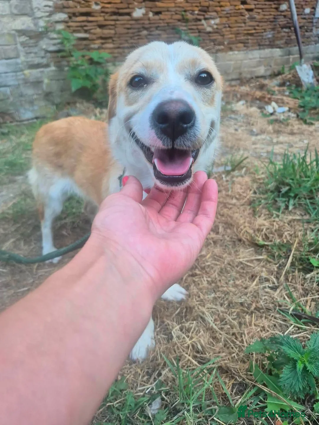 Mixed Breed dogs for adoption: Boba - Dereham Norfolk  in Dereham - Advert 2