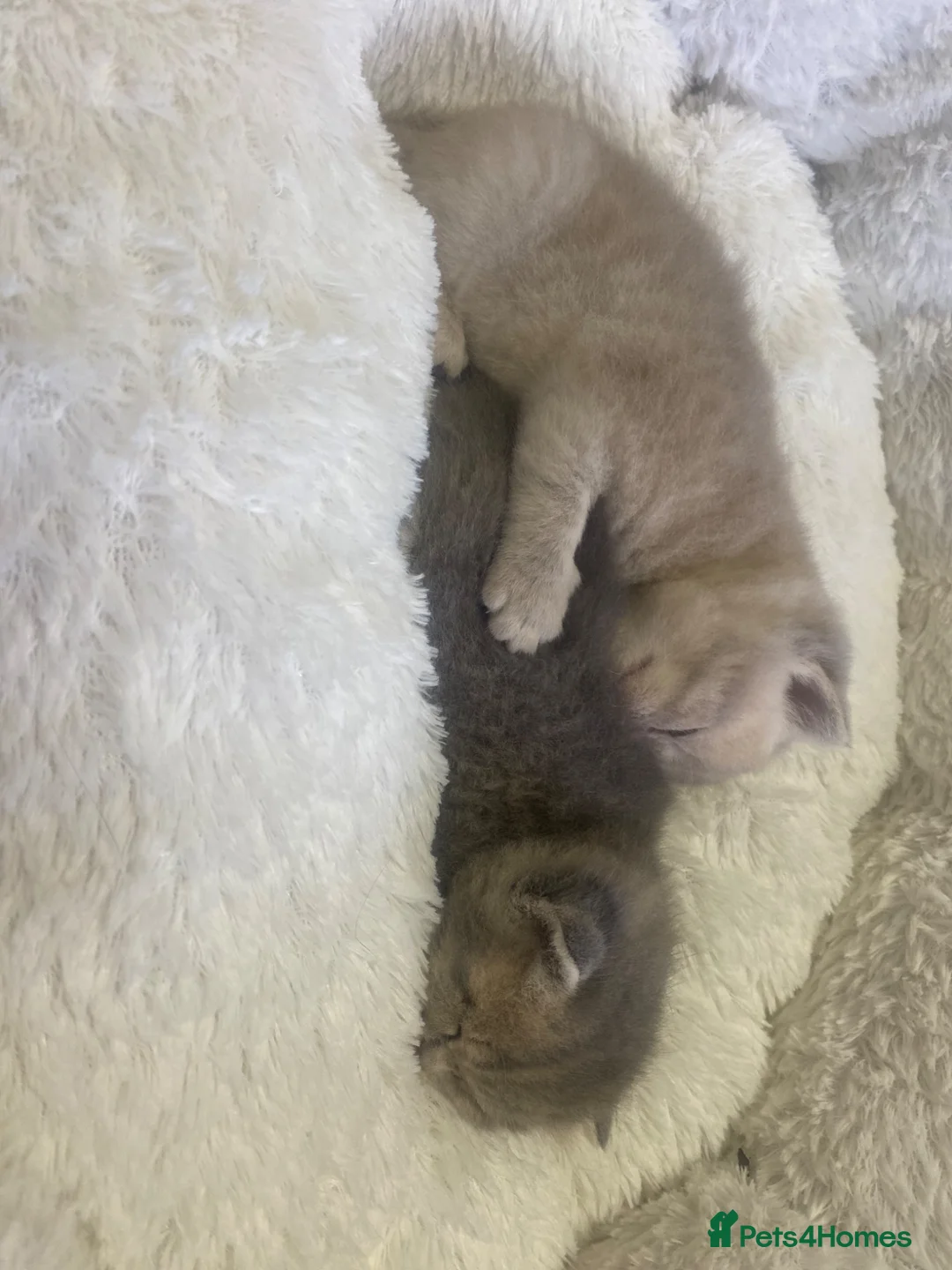 Brazilian Shorthair cats for sale: Beautiful bsh kittens blue and lilac - Advert 2