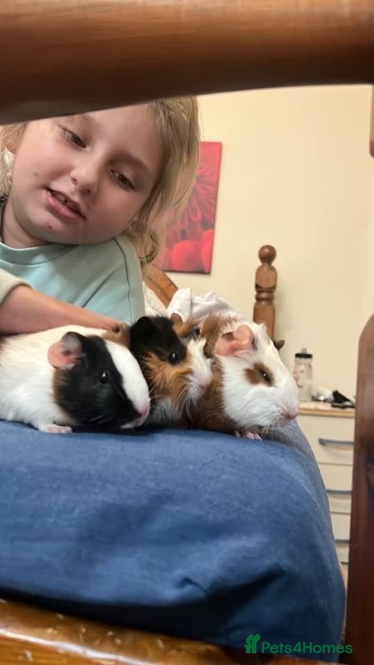 Guinea Pig rodents Free  - Advert 16