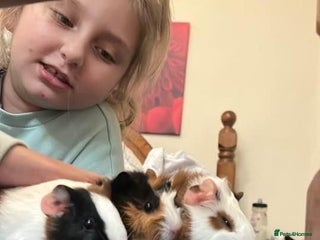 Guinea Pig rodents Free - Advert 17