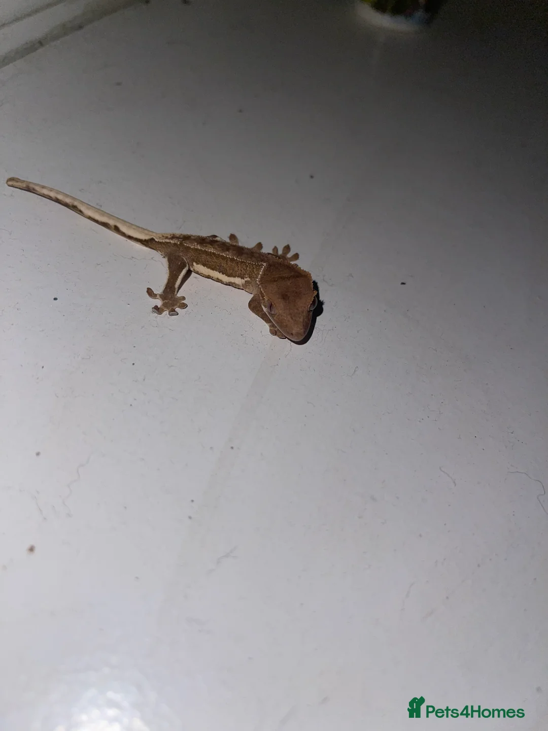 Gecko reptiles for sale: 3 red phantom Lilly white for sale  - Advert 4