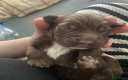 Sprocker dogs for sale: Beautiful Sprocker Puppies Ready 30th December - Image 8