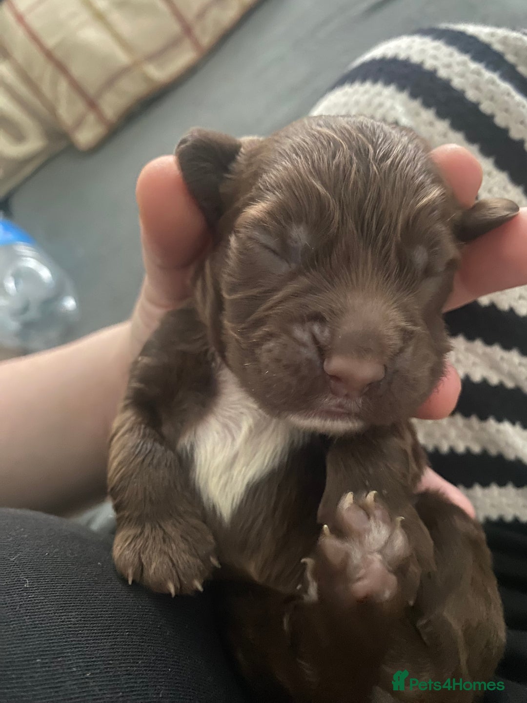 Sprocker dogs for sale: Beautiful Sprocker Puppies Ready 30th December - Image 8