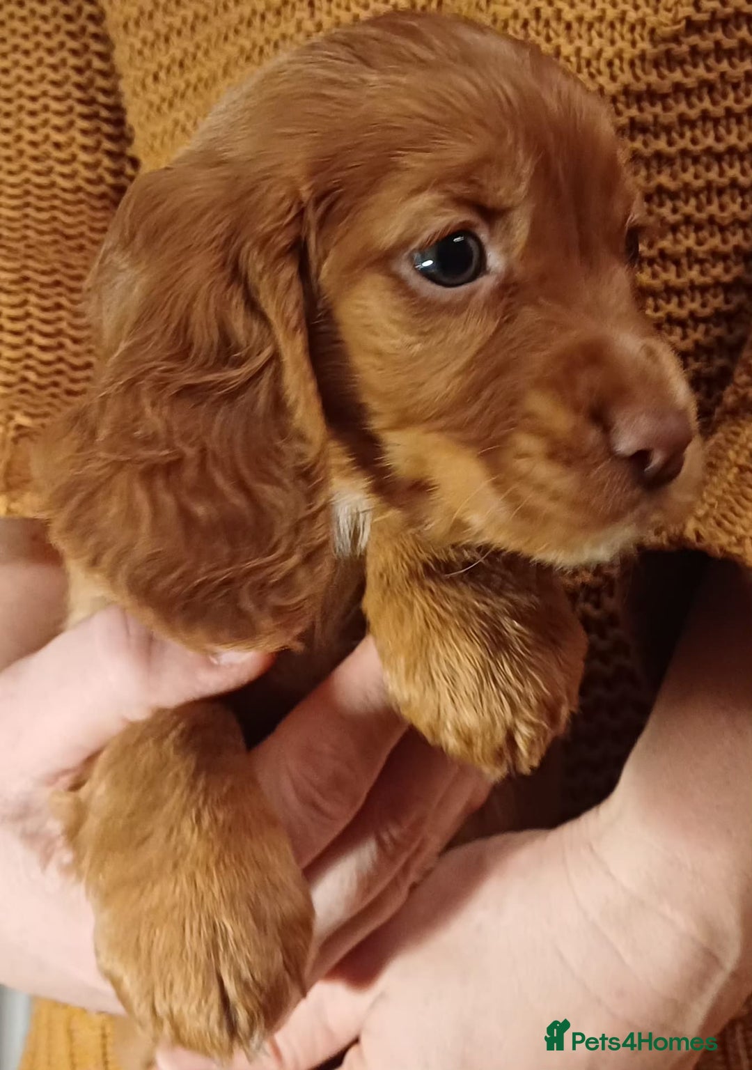 Cocker Spaniel dogs for sale: Working Cocker Spaniel puppies for sale - Advert 5