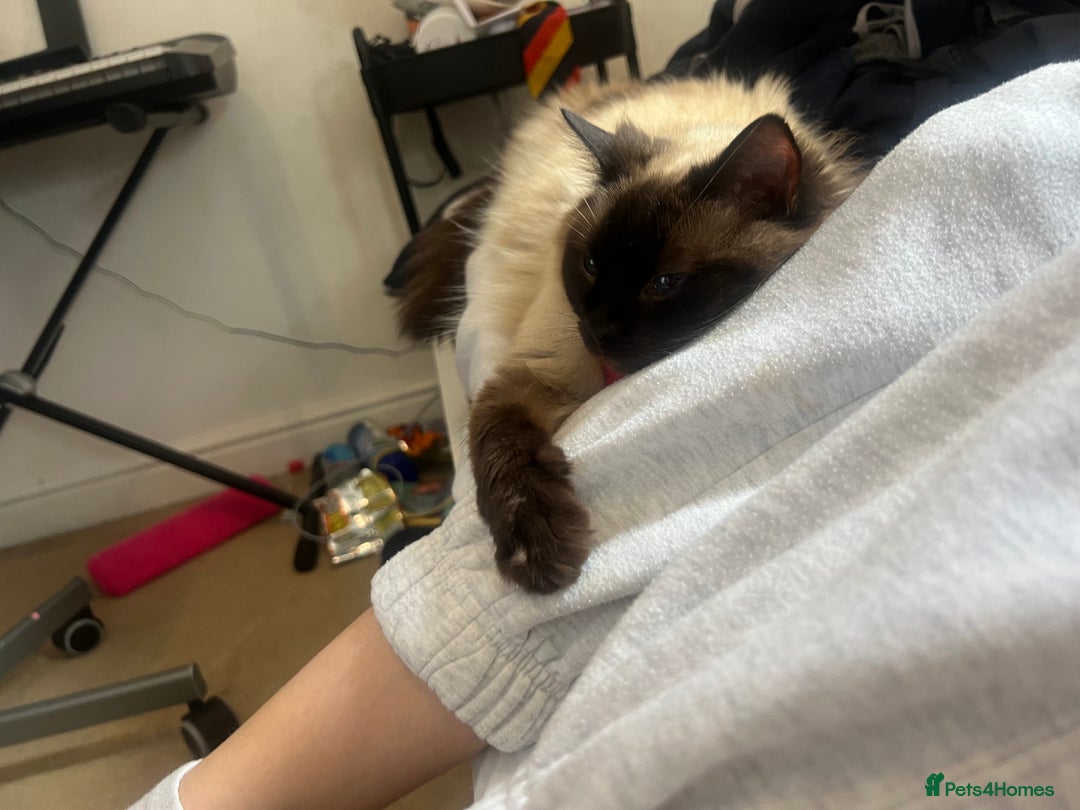Ragdoll cats for sale: Ragdoll 3 years old Missy female  - Image 6