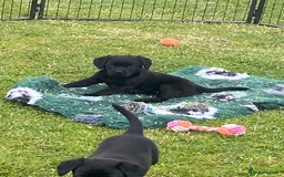 Labrador Retriever dogs for sale: Yellow and black Labrador puppies in Whitchurch - Image 19