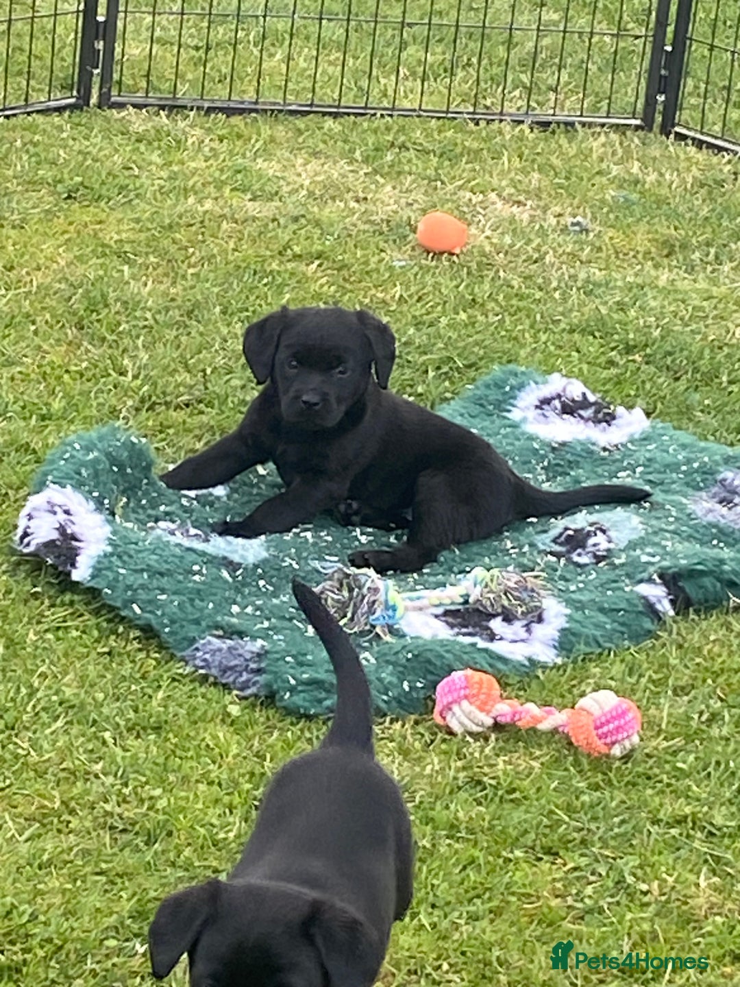 Labrador Retriever dogs for sale: Yellow and black Labrador puppies in Whitchurch - Image 19