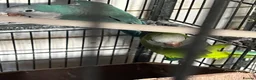 Parrots birds for sale: Quakers - Advert 1