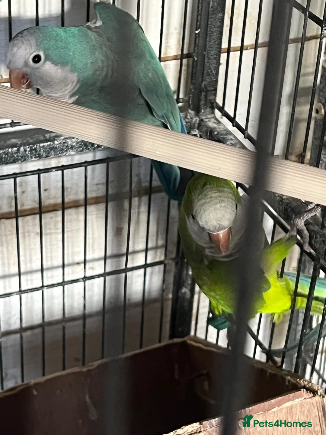 Parrots birds for sale: Quakers - Advert 1