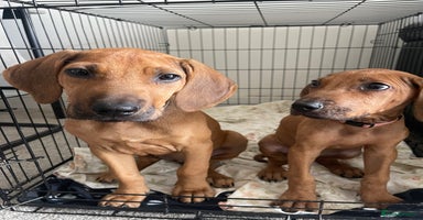 Rhodesian Ridgeback dogs in Scunthorpe - Advert 4