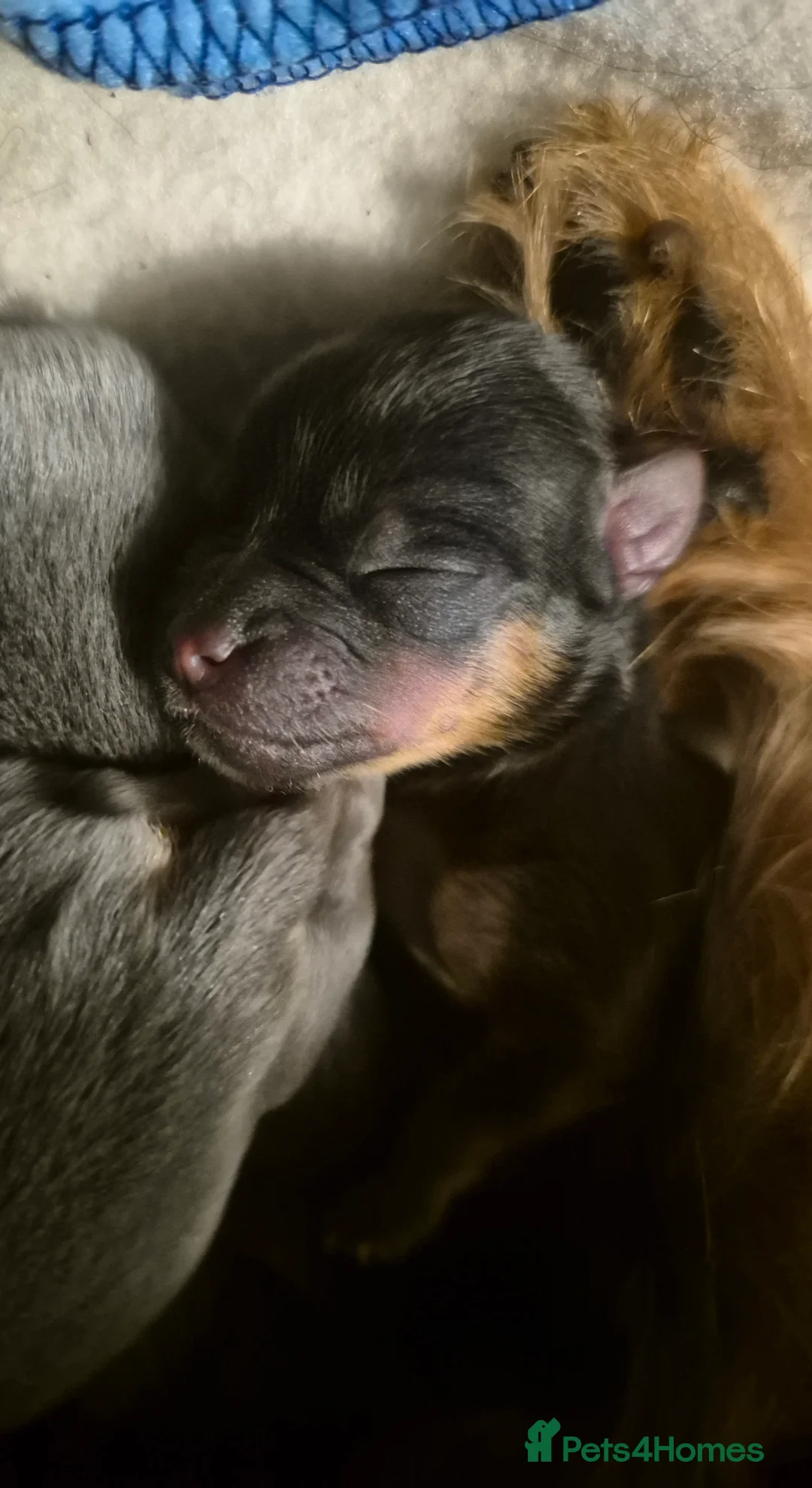 Mixed Breed dogs for sale: TINY yorkie x minature pom puppies - Advert 8