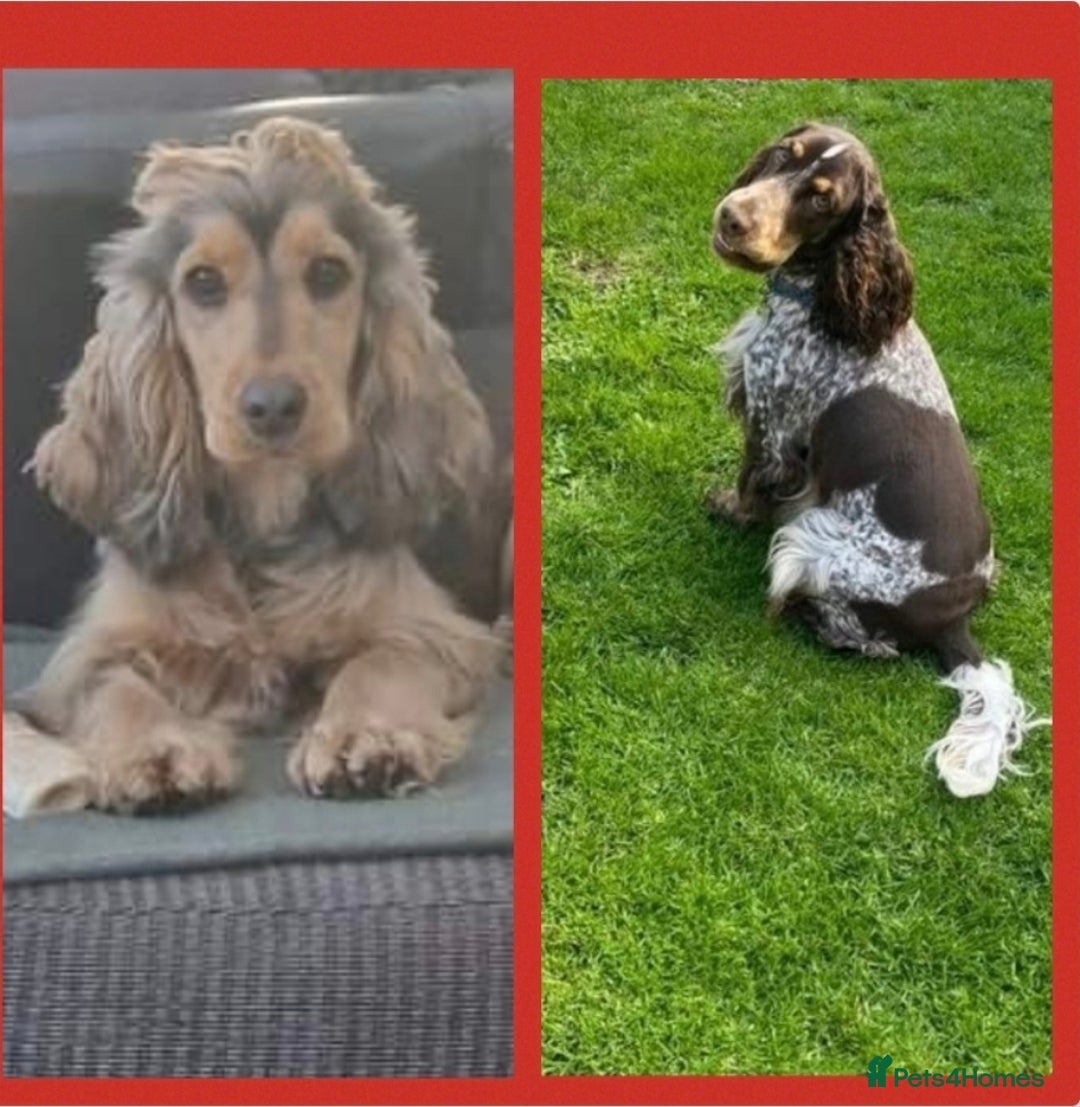 Cocker Spaniel dogs for sale: Show Cocker Chocolate Sable Roan GIRL 8m - Advert 5