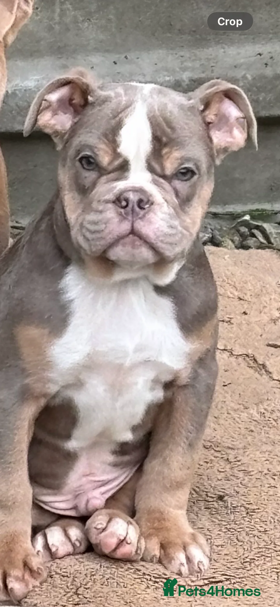 Olde English Bulldogge dogs for sale: Old English bulldog boy puppy  - Advert 2