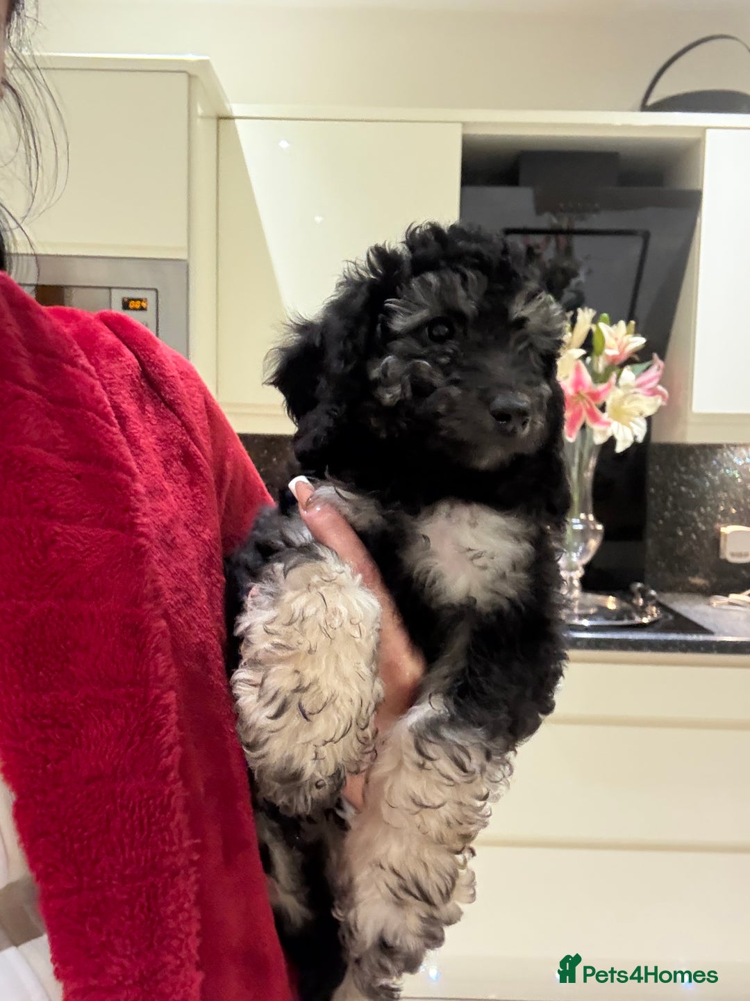 Miniature Poodle dogs for sale: 🐩🌈Miniature Merle poodle puppies 🌈🐶❤️ - Advert 16