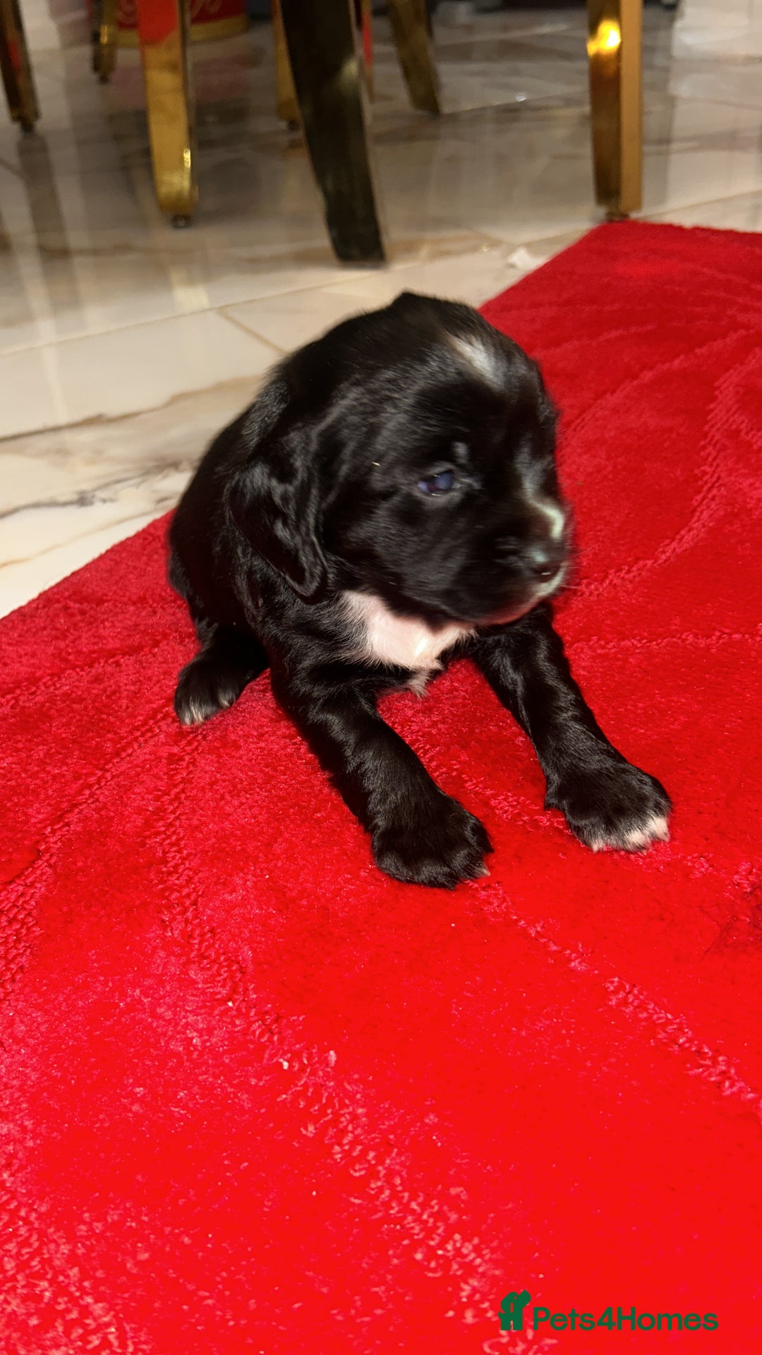 Cocker Spaniel dogs for sale: K C registered Cocker spaniel puppies  - Advert 19