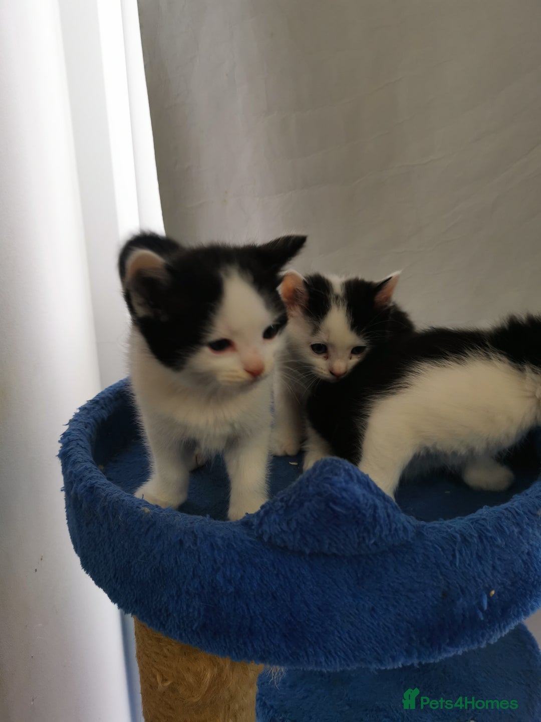 Mixed Breed cats for sale: Cute Mixed breed ragdoll kittens  - Image 5