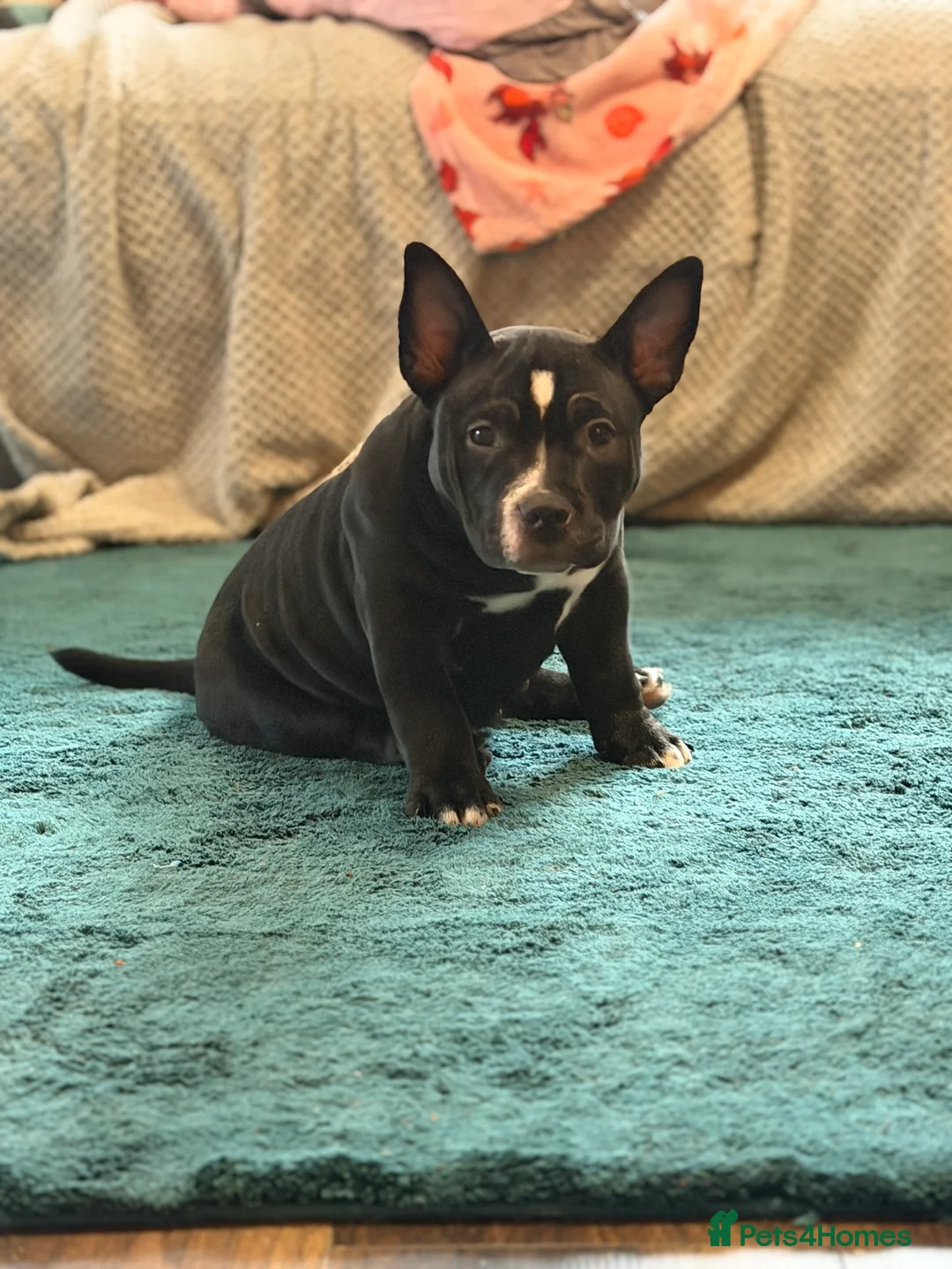 American Bully dogs for sale: American Pocket Bullys Female  in Ashford - Advert 2