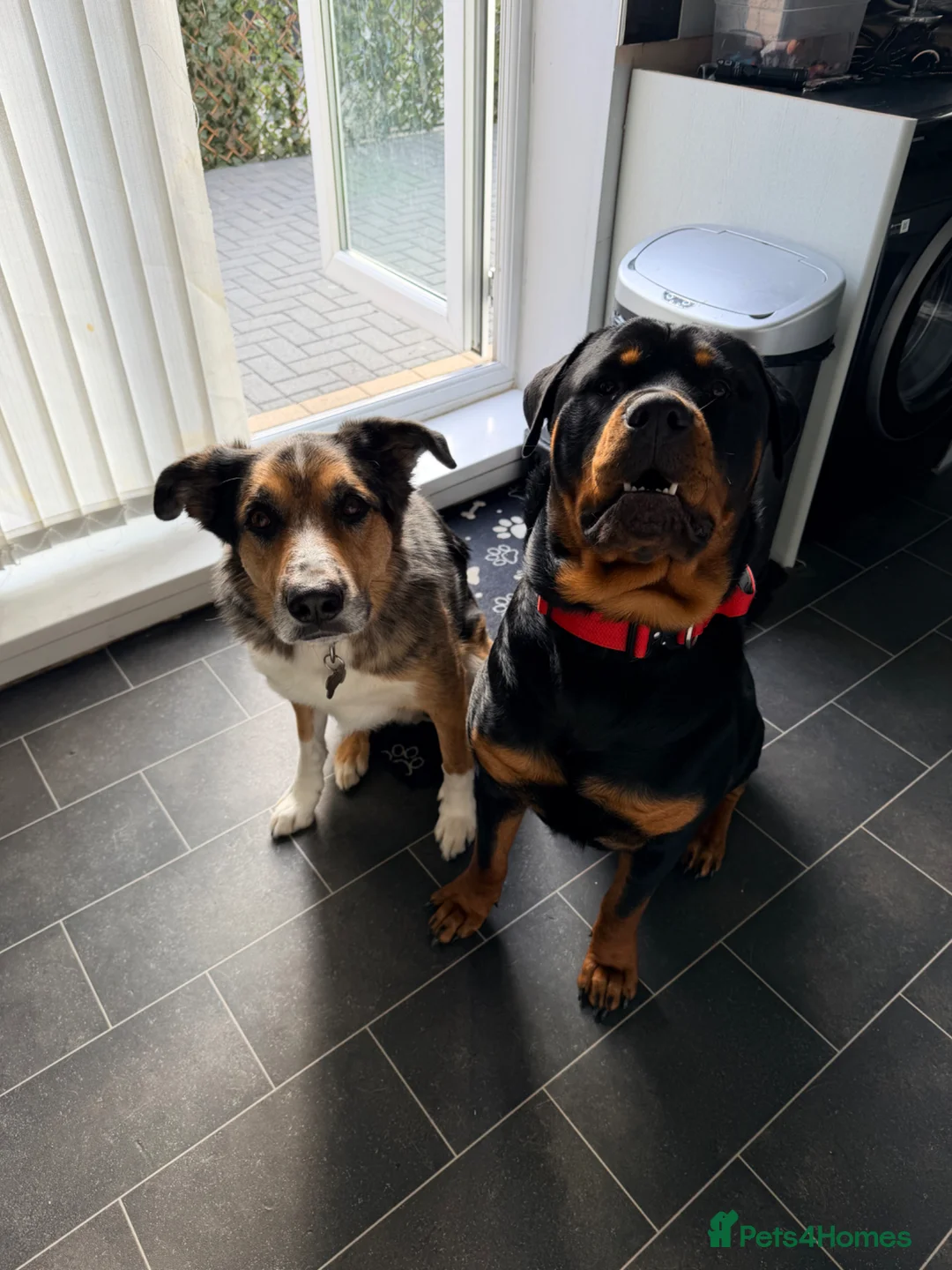 Rottweiler dogs for sale: 11 month old male Rottweiler pup for rehome - Advert 2