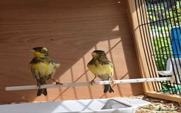 Canaries birds for sale: Irish fancy  canaies for sale  - Image 3