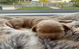 Cockapoo dogs for sale: Merle F1B Cockapoo Puppies - Image 9
