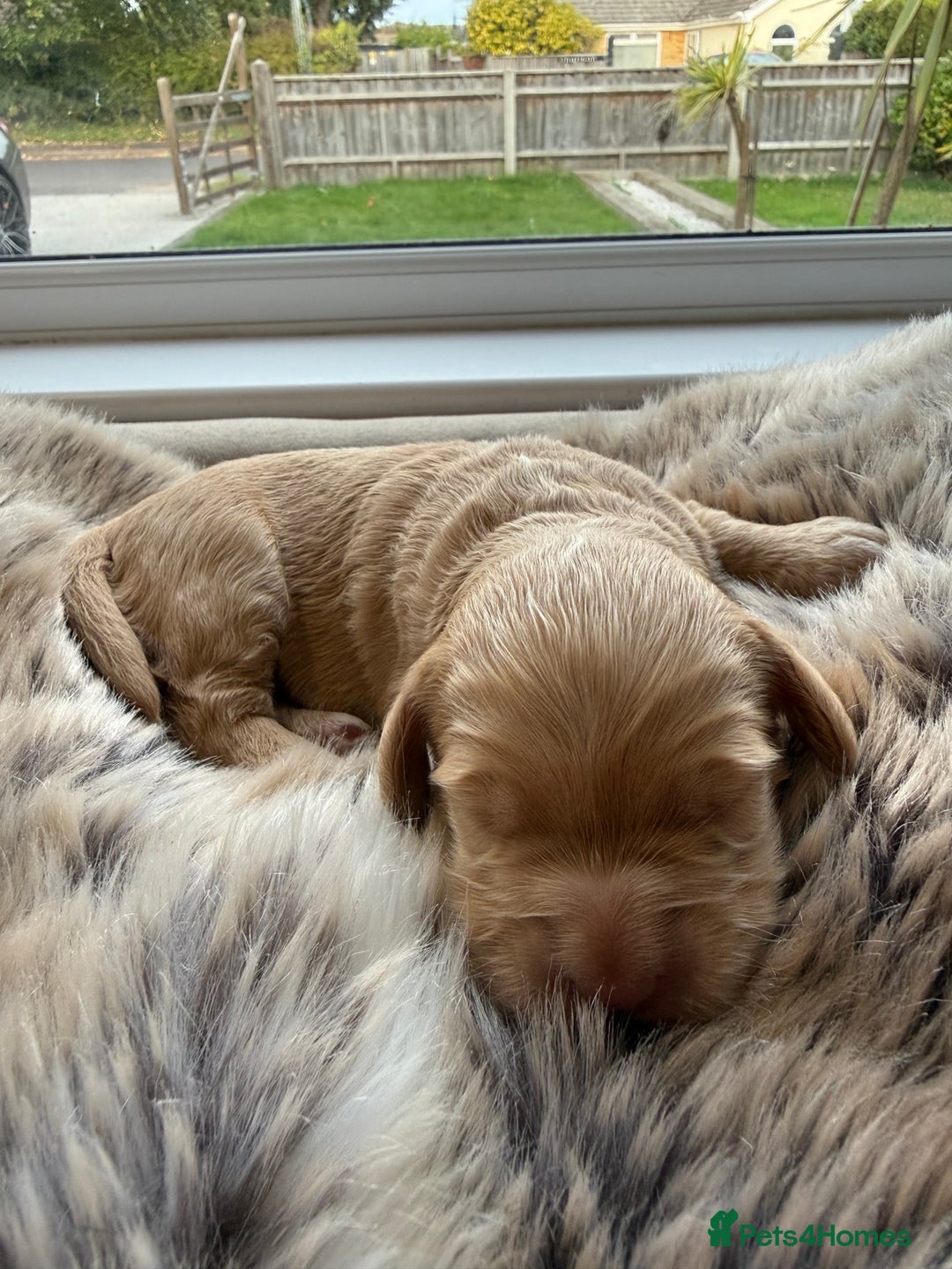 Cockapoo dogs for sale: Merle F1B Cockapoo Puppies - Image 9