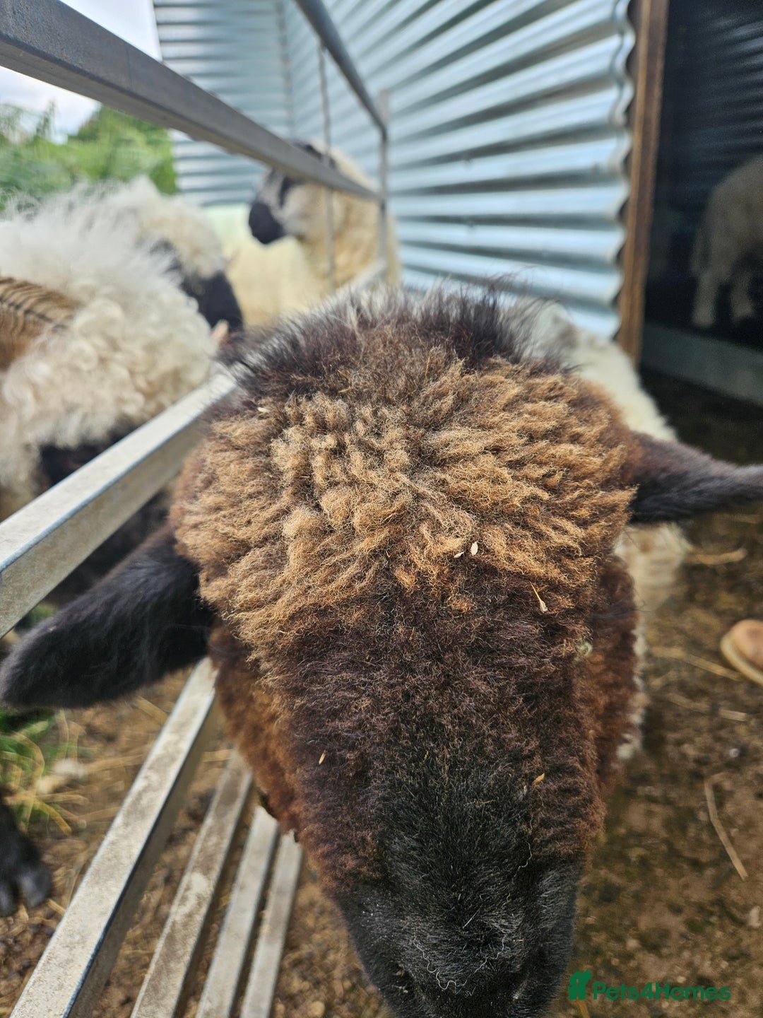 Sheep livestock for sale: Organic Swiss Valais X Suffolk lambs - Image 3