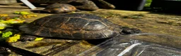 Tortoise reptiles for sale: Male Spurthigh tortoise  - Advert 1