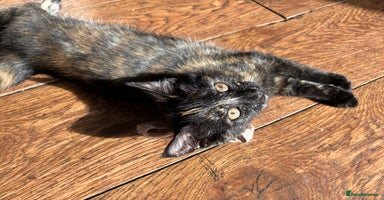 Mixed Breed cats - Advert 1