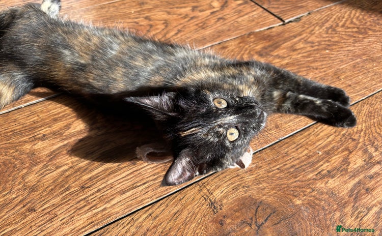 Mixed Breed cats - Advert 4