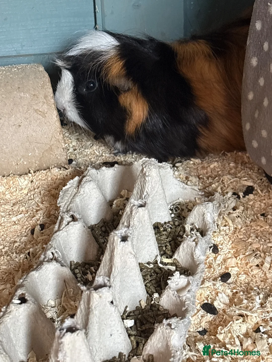 Guinea Pig rodents for sale: Intact Boars (not neutered) in Manchester - Advert 2