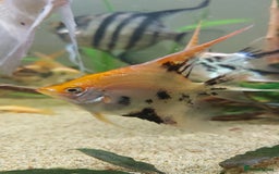 Angelfish fish for sale: Koi Angelfish - Image 2