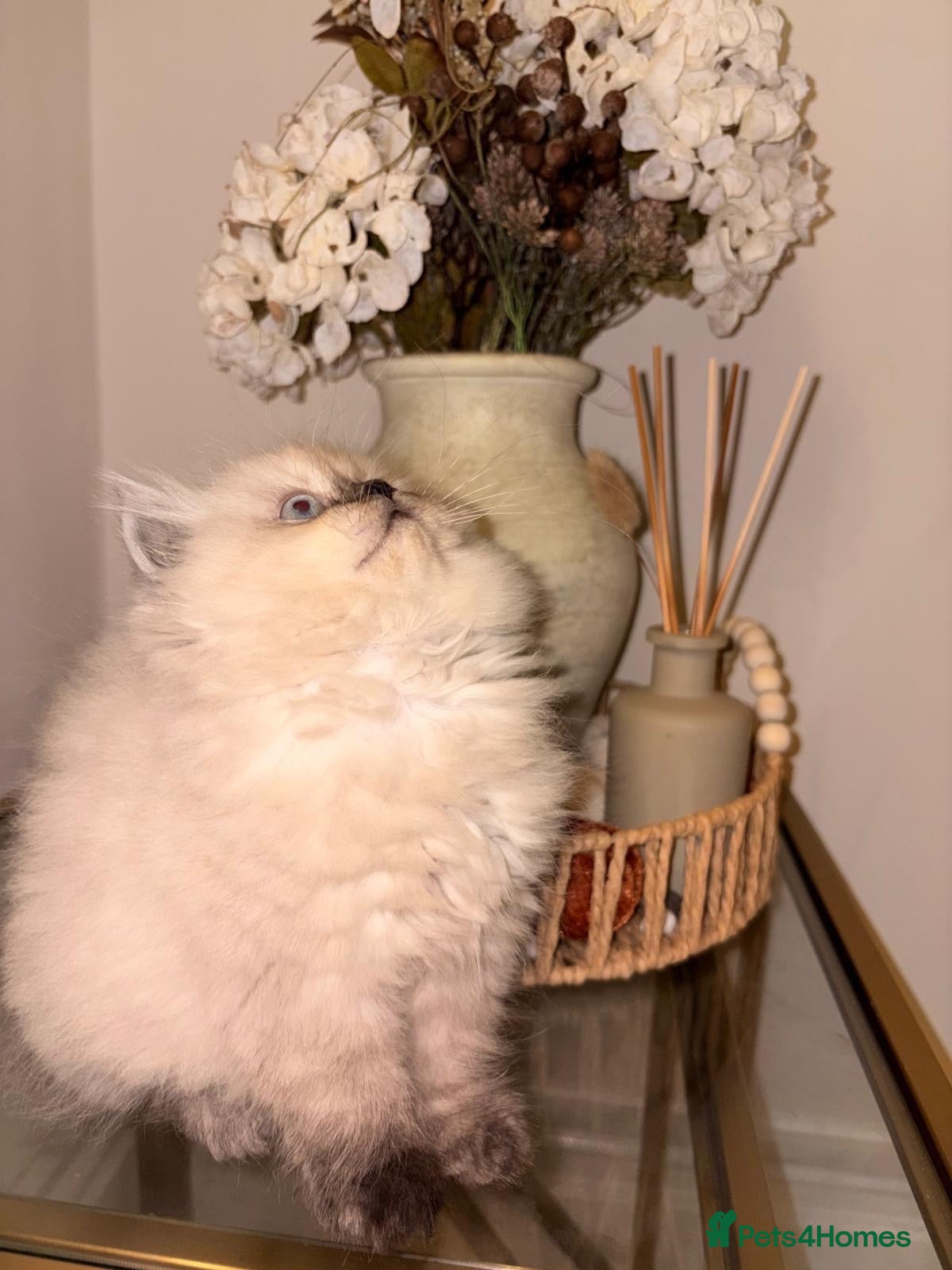 Persian cats 🔥Last female Persian left🔥 - Advert 5