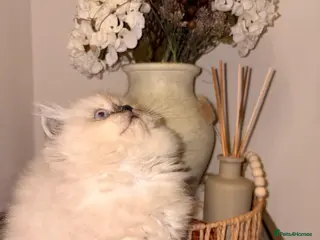 Persian cats 🔥Last female Persian left🔥 - Advert 5