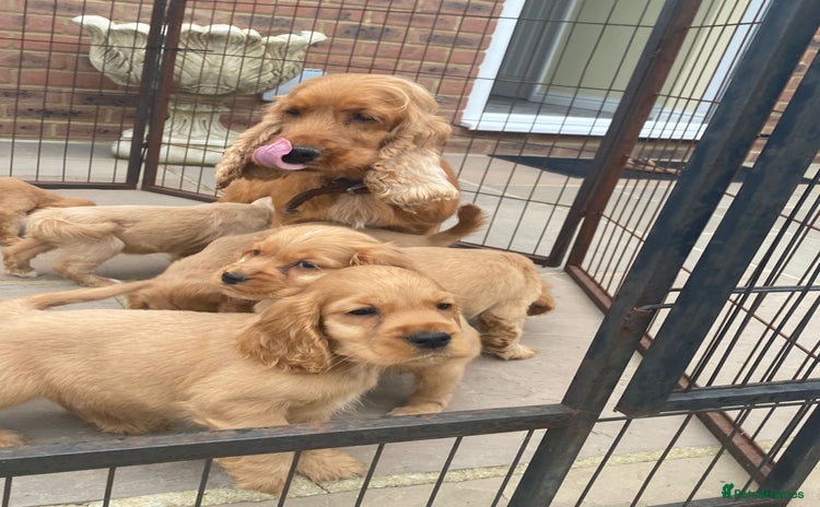 Cocker Spaniel dogs - Advert 14