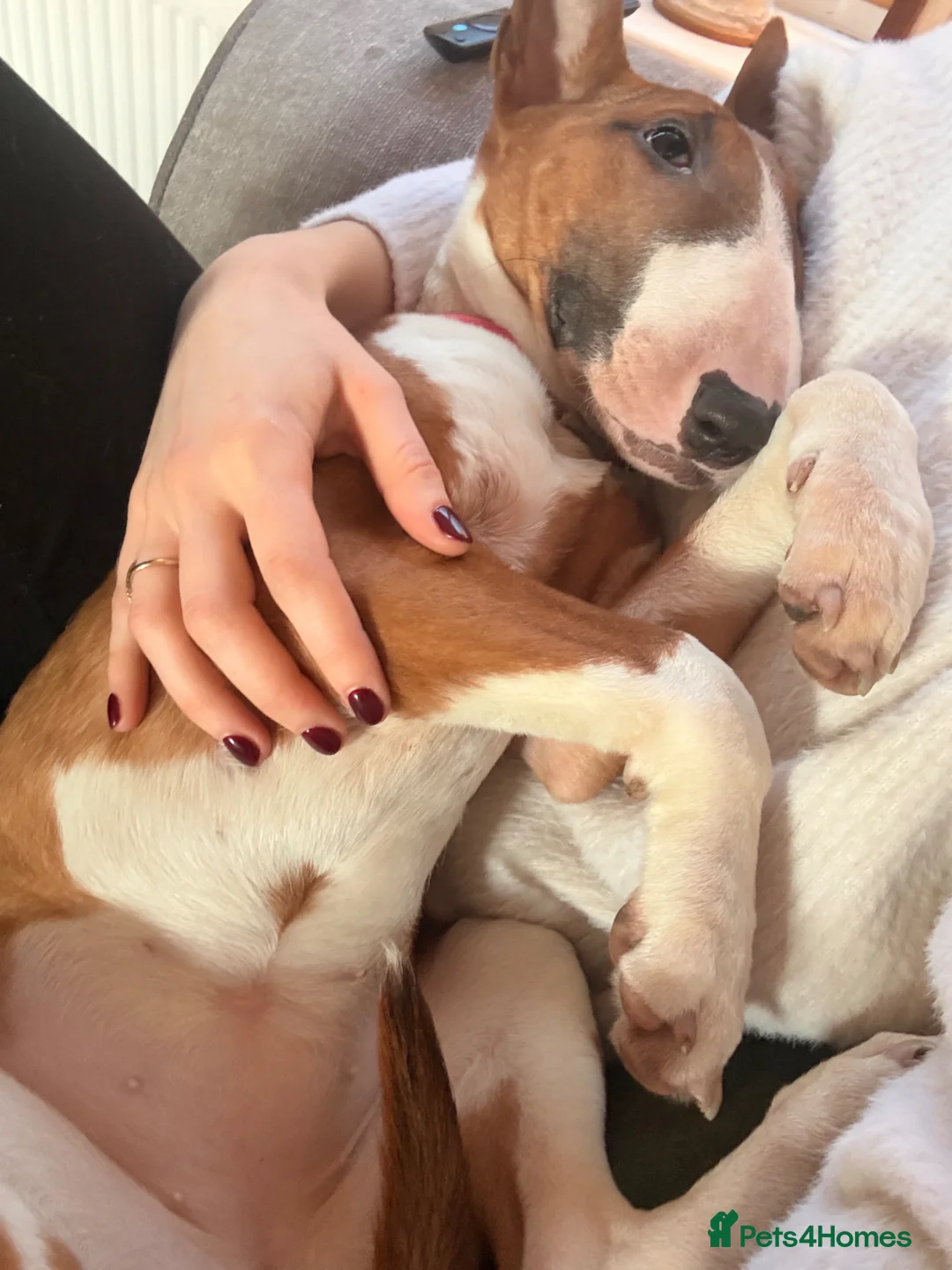 English Bull Terrier dogs for sale: 7 Month English Bullterrier Female puppy - Advert 2