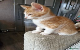 Domestic Shorthair cats for sale: Bundles off fun  - Image 4
