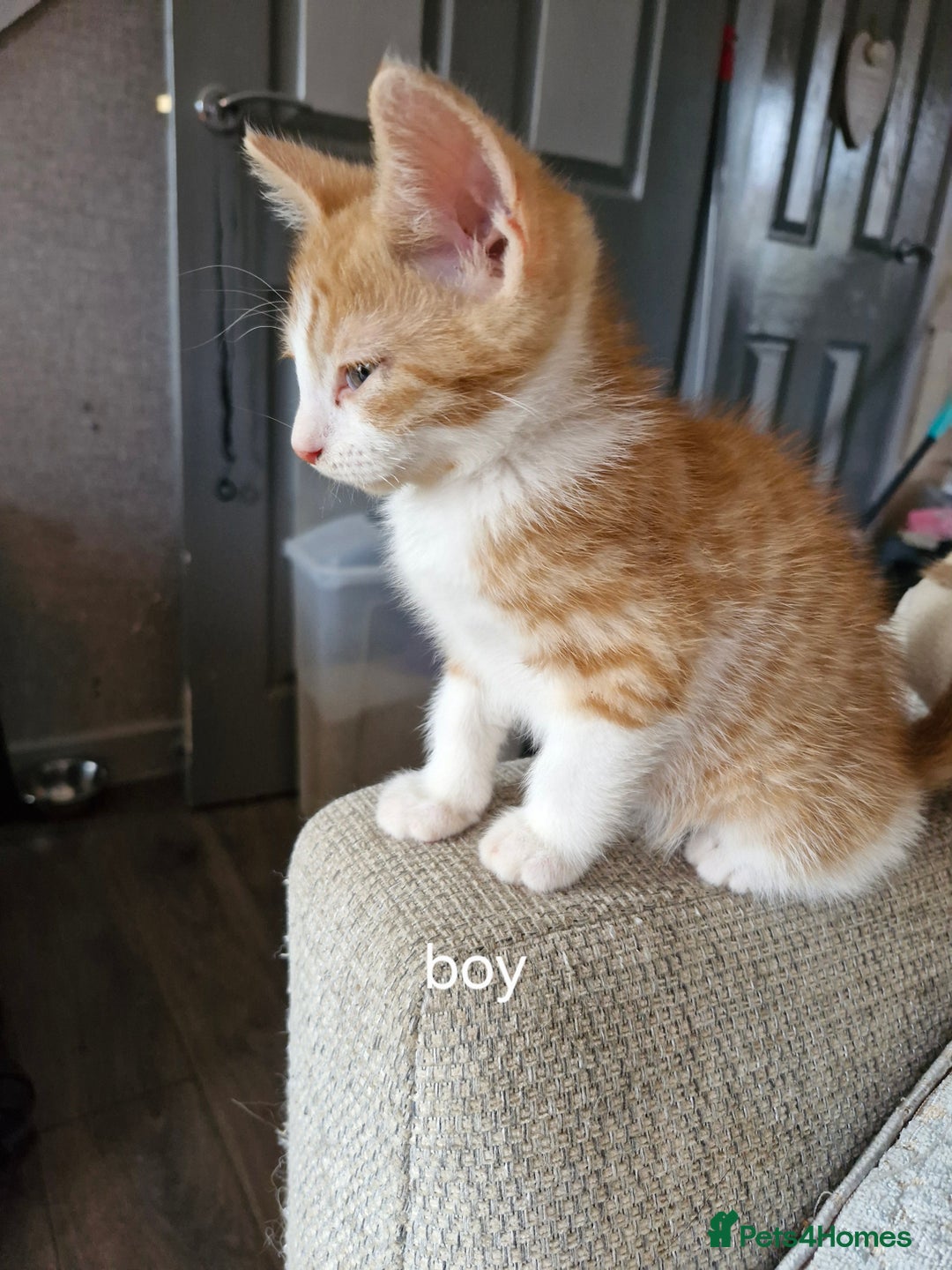 Domestic Shorthair cats for sale: Bundles off fun  - Image 4
