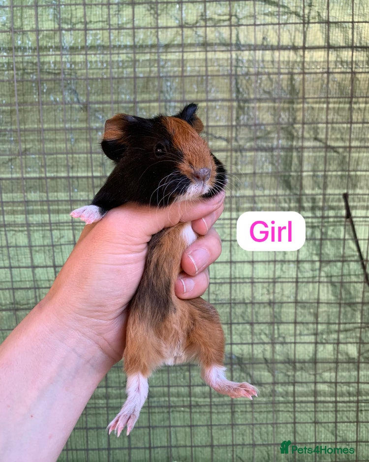 Guinea Pig rodents Two Girls and a Boy  - Advert 1