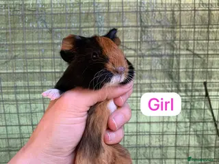 Guinea Pig rodents Two Girls and a Boy - Advert 8