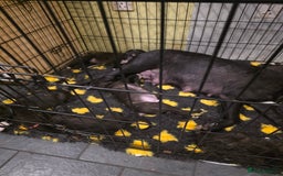 Mixed Breed dogs for sale: Cane corso cross lurcher pup - Image 5